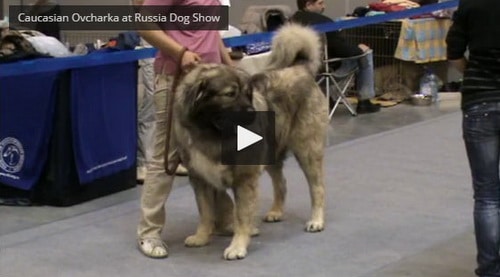 caucasian shepherd at dog show video