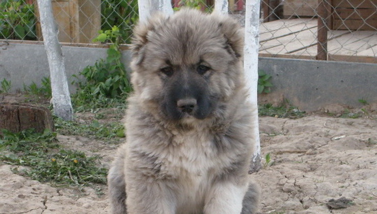 Caucasian dog female puppy