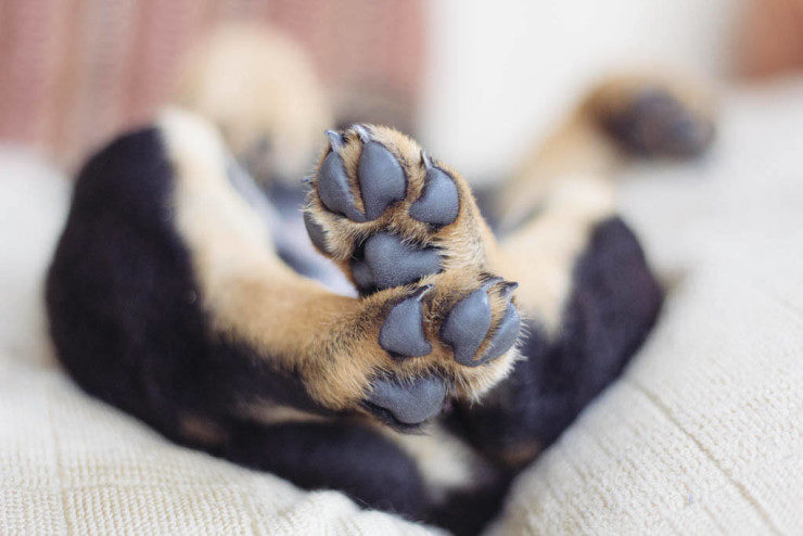 rottweiler puppy paws