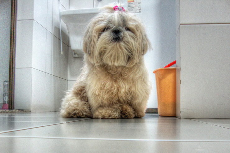 how-long-does-it-take-to-housebreak-a-shih-tzu-dog