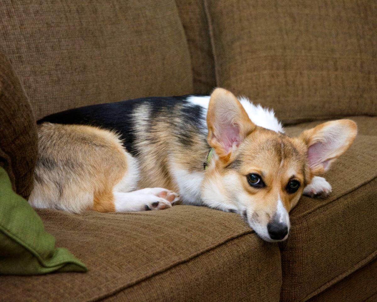 Щенки вельш корги пемброк. Вельш корги пемброк. Эволюция корги. Вельш корги пемброк с человеком. Стоит ли заводить корги.
