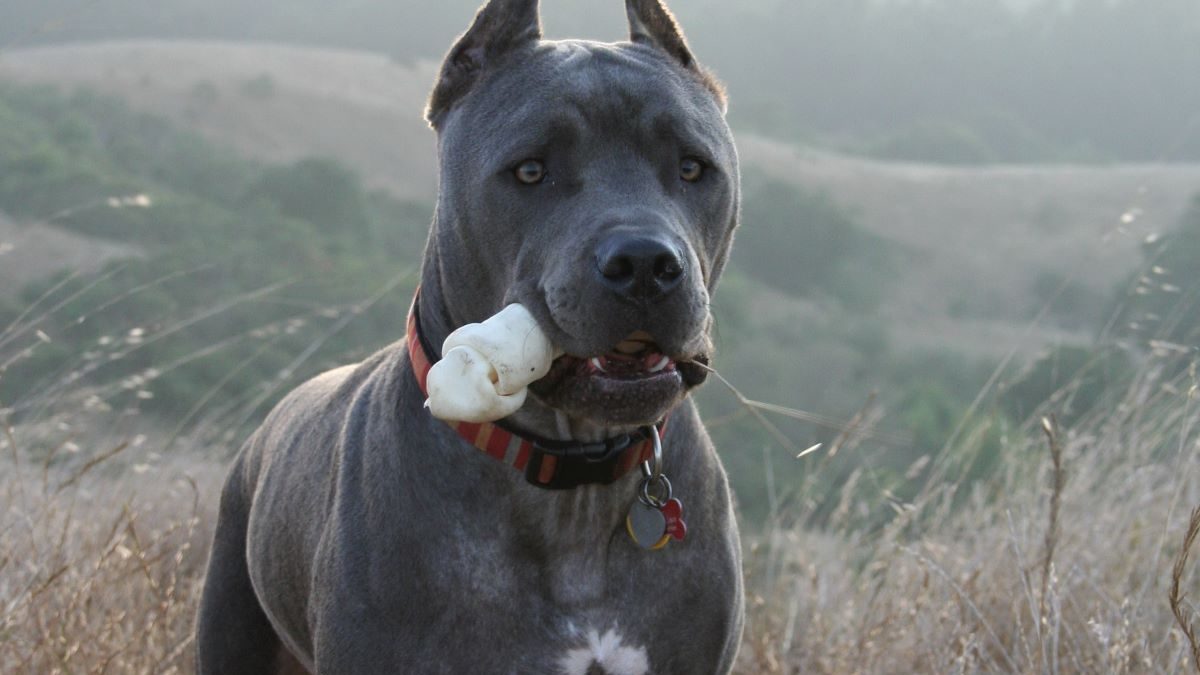 Do You Prefer Cropped Vs Uncropped Cane Corso Dogs