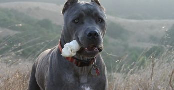 cane corso dog with cropped ears in the hills