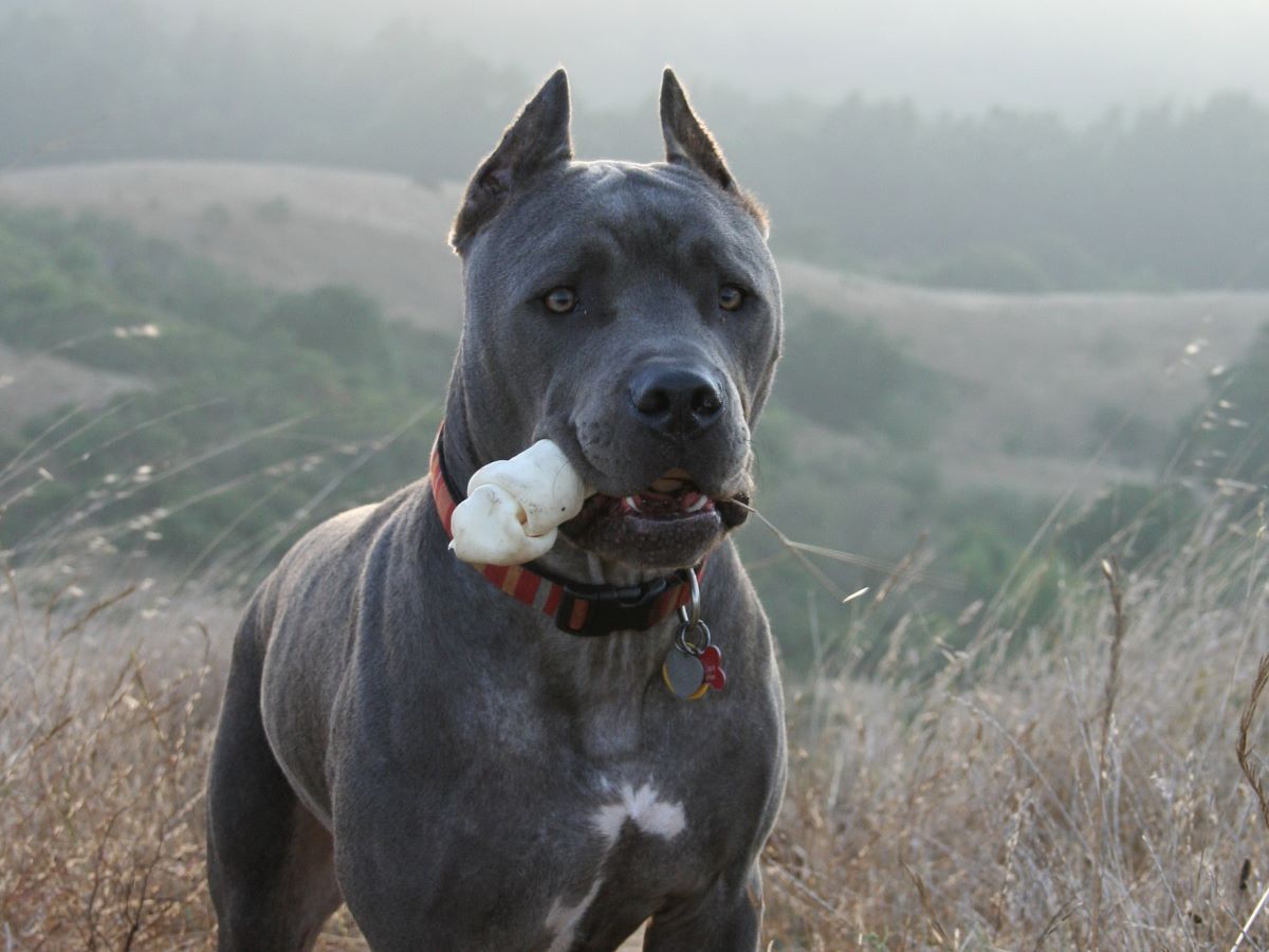 cane corso with floppy ears