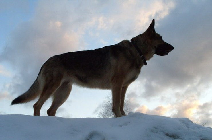 East European Shepherd on the snow-covered hill