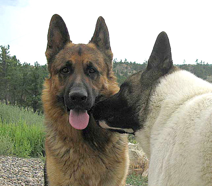 german shepherds guard dog couple