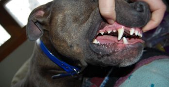 American Pit bull Terrier showing teeth