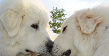 Great Pyrenees dogs couple