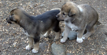 two alaskan husky puppies