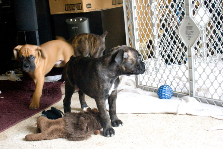 boxer fawn and brindle puppies