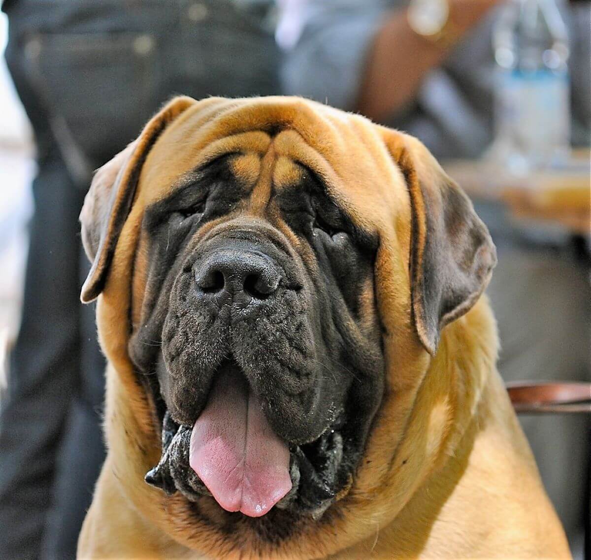 biggest dog breed russian