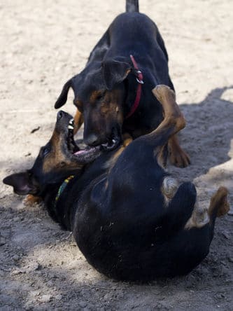 Dominance dog fight