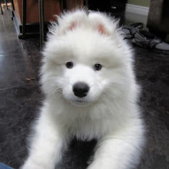 Sweet Samoyed dog puppy