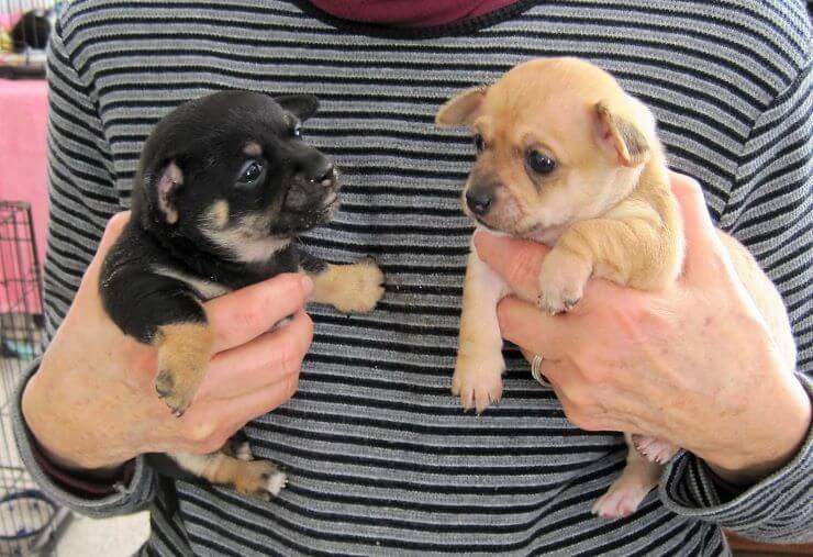 Male and Female Chihuahua Puppies held by the owner in his hands