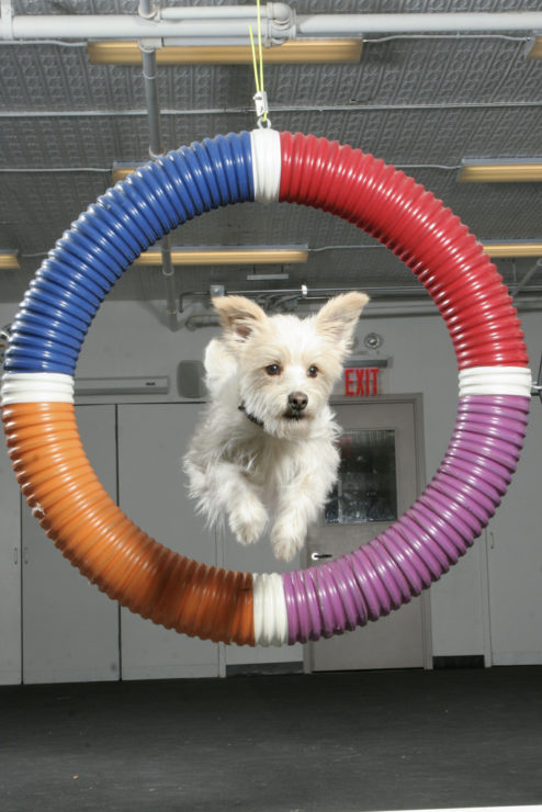 training dog agility