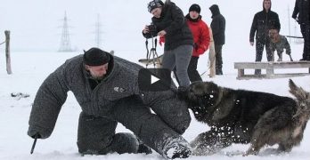caucasian mountain dog attacks
