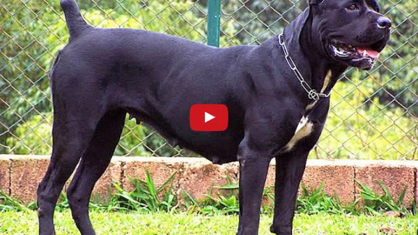 Cane Corso dog video