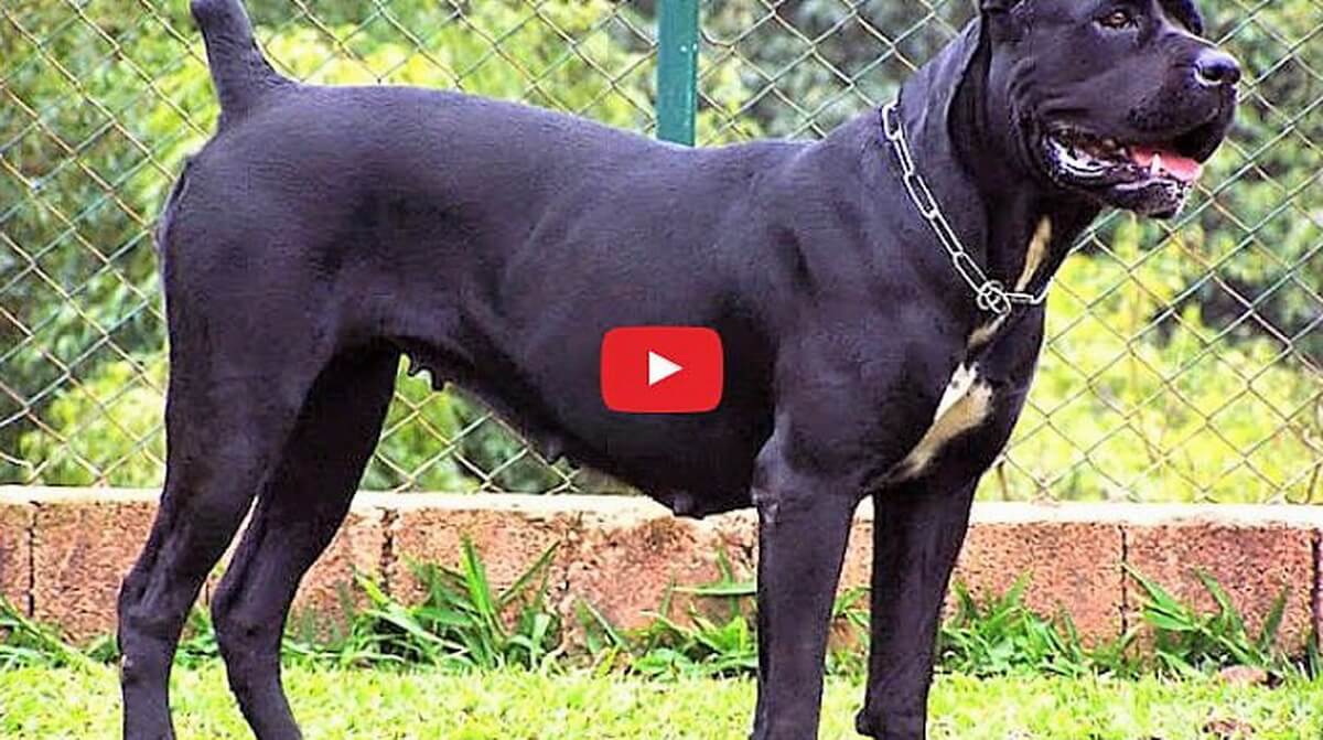 Meet Cane Corso Dog Video
