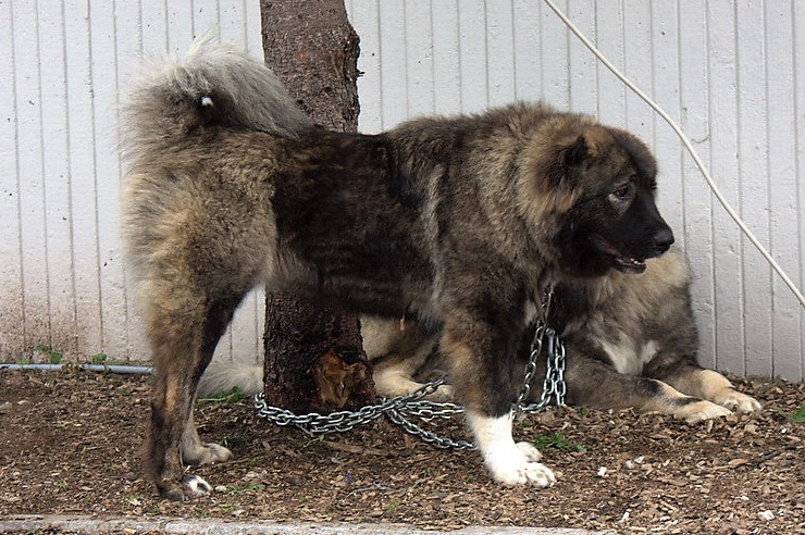 Caucasian ovcharka chained at a dog show