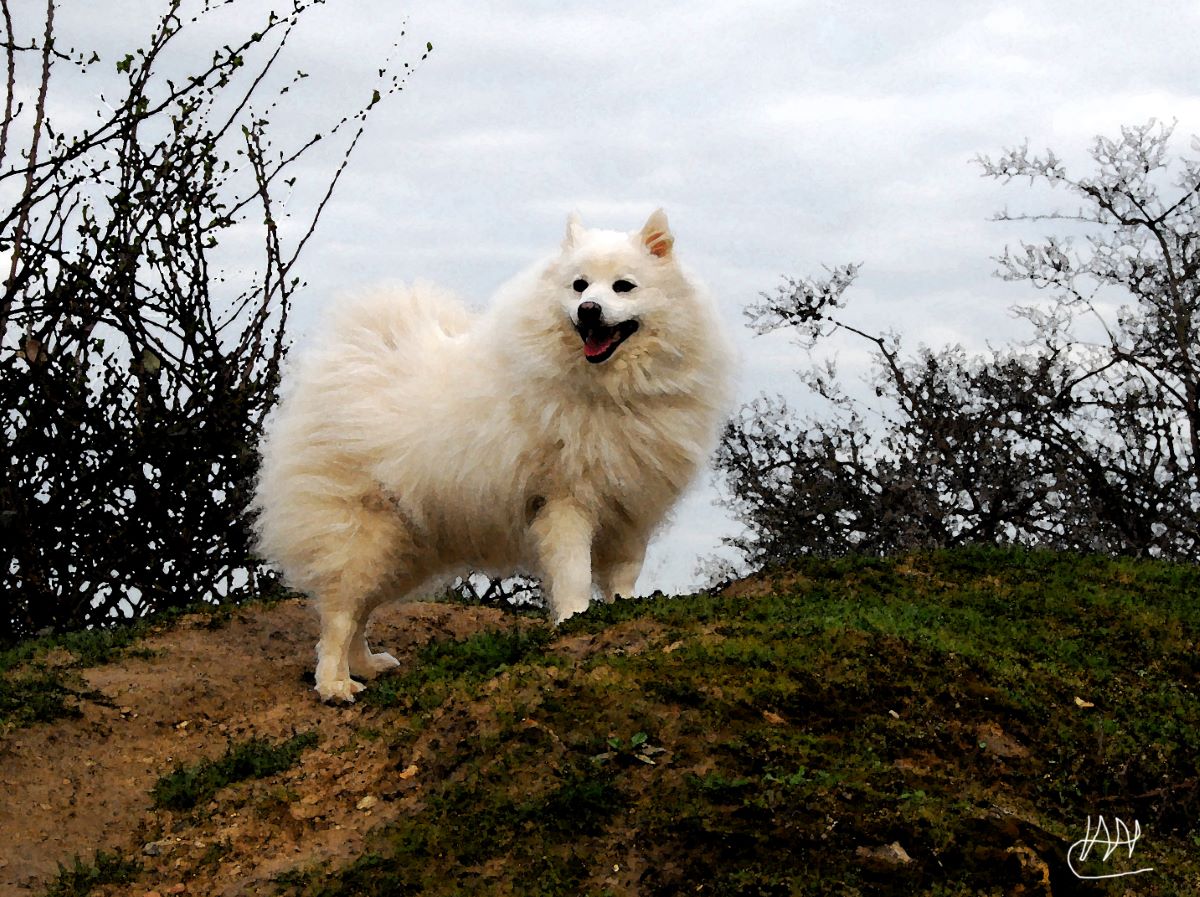How Much Does A Japanese Spitz Puppy Cost