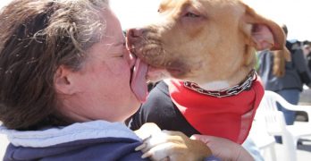 Pitbull dog licking its owner