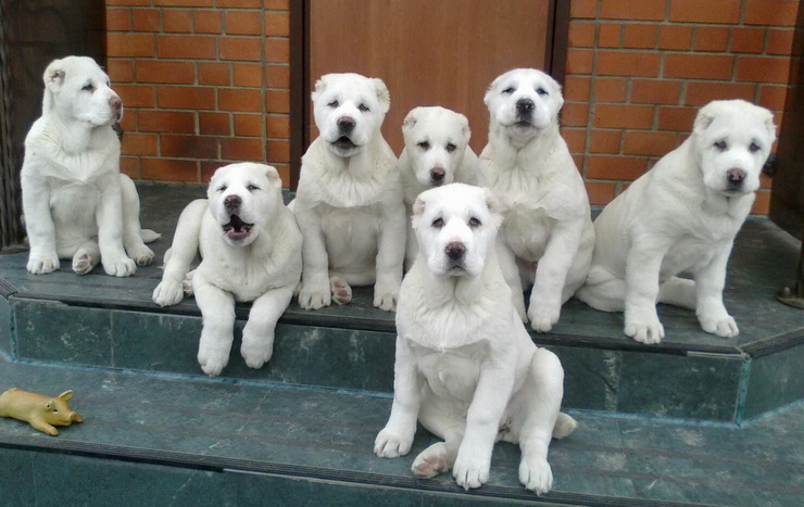 central asian shepherd puppies for sale