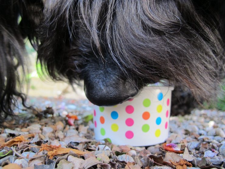 Black Labradoodle holds a container with a frozen yogurt!
