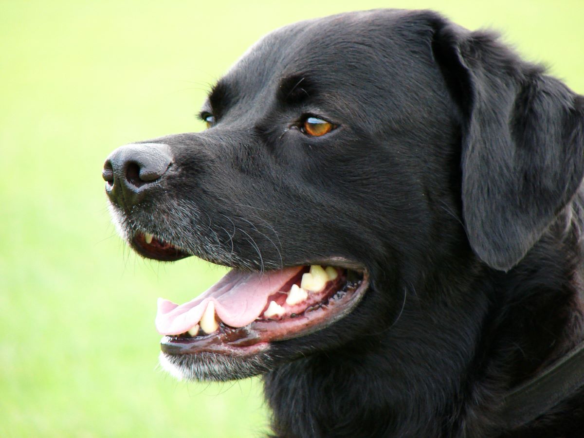 Are Black Labs Good Guard Dogs