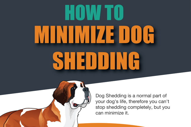 Dog Shedding Solutions-Tips-Pictures