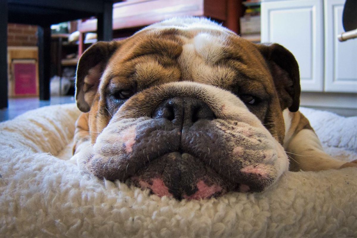 How Often Should I Feed My English Bulldog Puppy