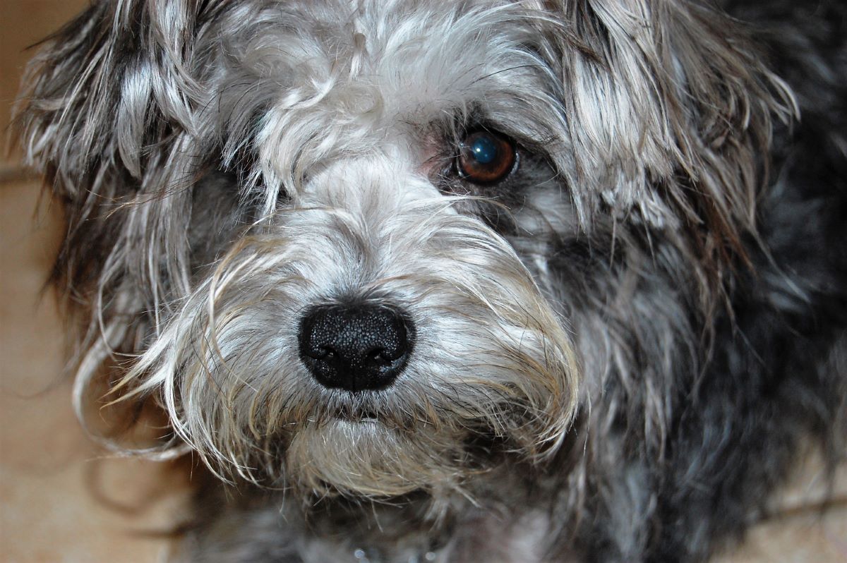 schnoodle breeders near me