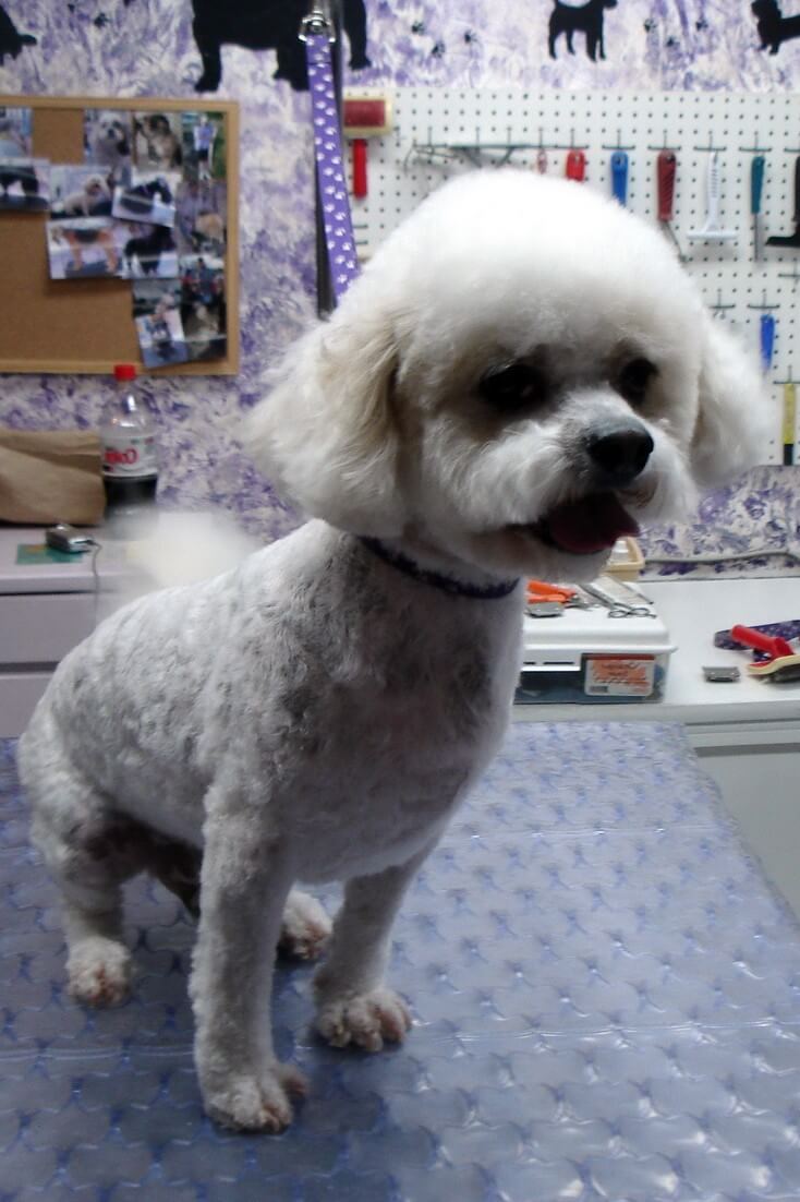 How Long will it take my Shaved Bichon's Coat to Grow Back?