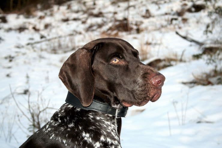 German Shorthaired Pointer in snowy wood