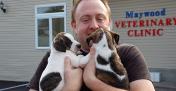 Two Pitbull puppies on owner's hands
