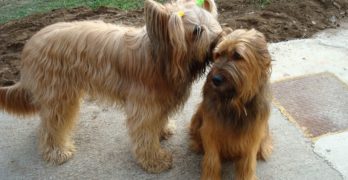 Two Briard dogs