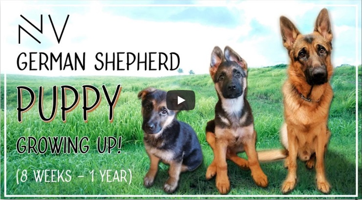 german shepherd growth video