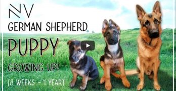 german shepherd puppy growth video
