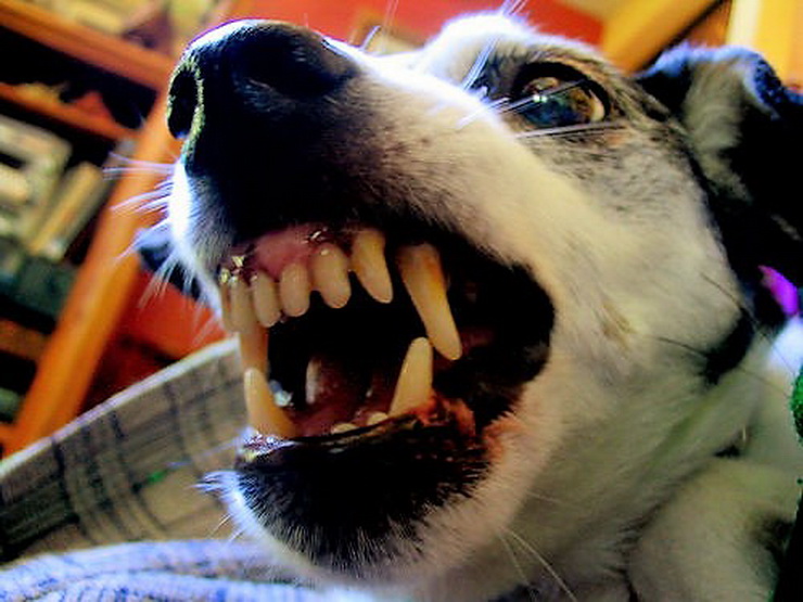 Aggressive Dog Behavior demonstration - a dog bares its teeth