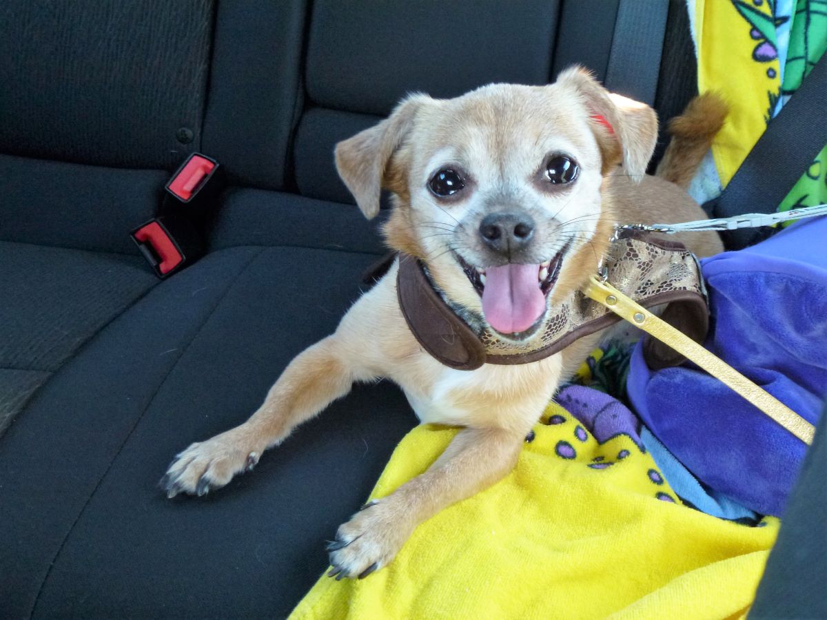 How Do You Potty Train A Chiweenie Puppy