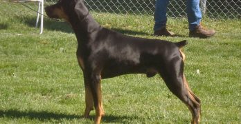 Doberman dog with docked tail and cropped ears