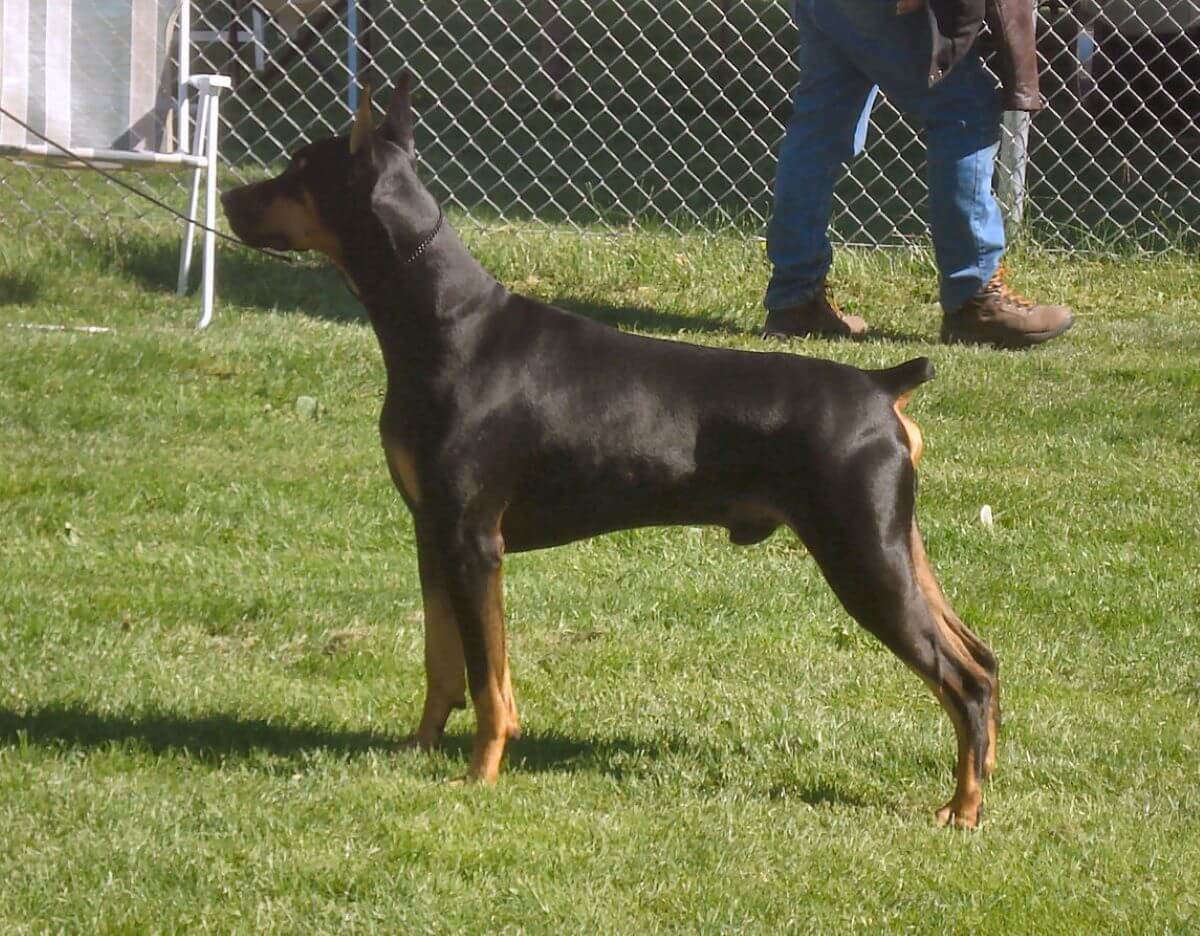 How To Get A Doberman With Legally Docked Tail And Cropped Ears