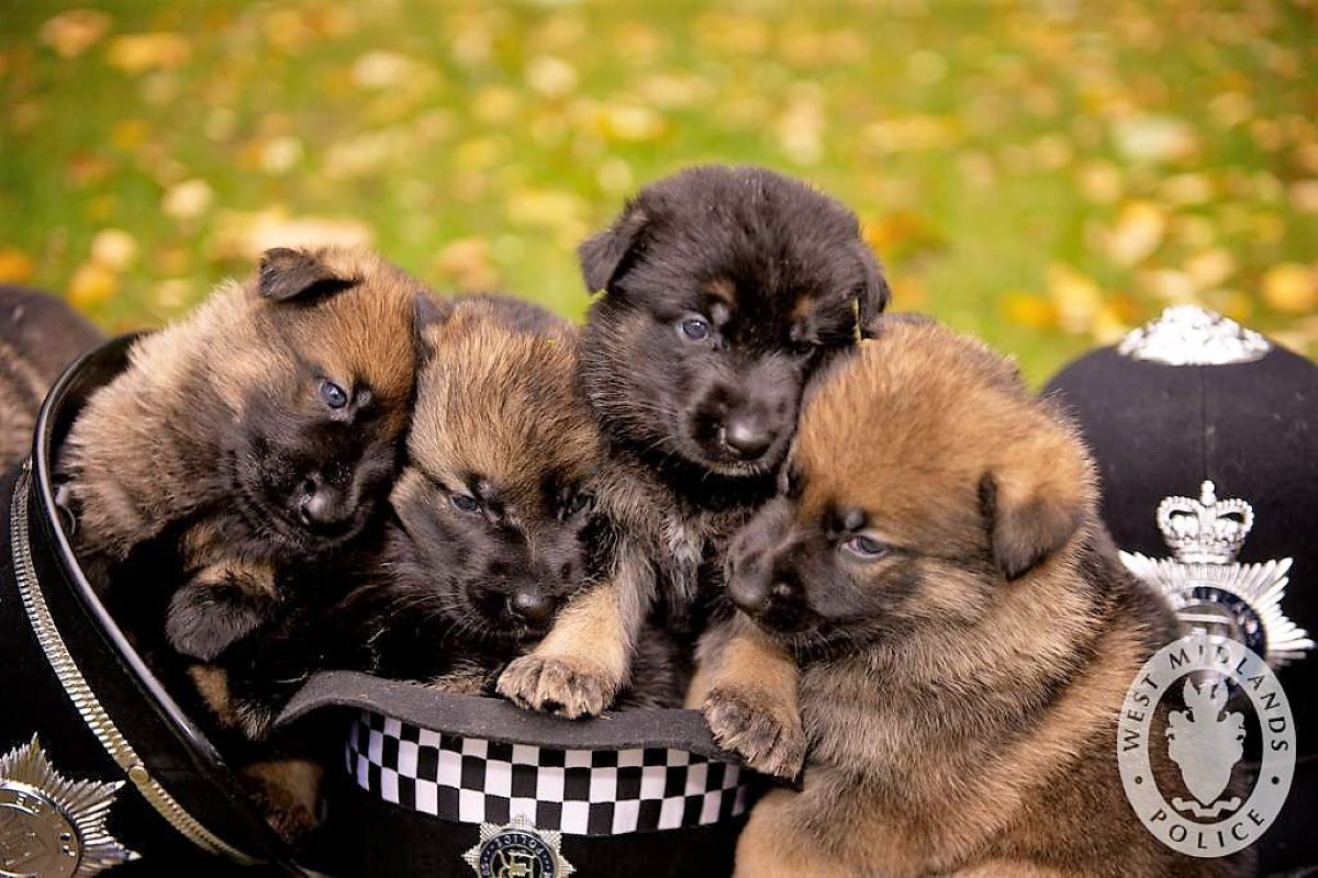 How Much Do German Shepherd Puppies Cost Without Papers ...