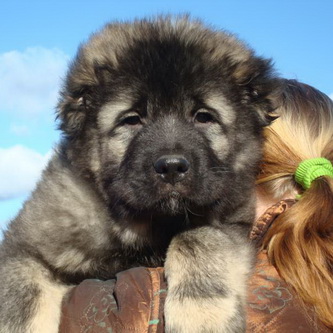 Large caucasian shepherd puppy on owners shoulder