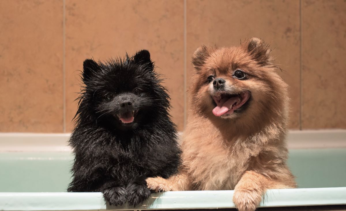 Why Do Pomeranian Puppies Lose Hair