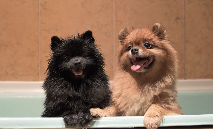 Black and Tan Pomeranians taking a bath