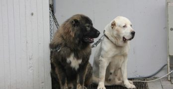 Caucasian Shepherd and Central Asian Shepherd chained together at a dog show