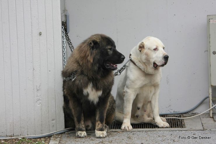 Caucasian Shepherd and Central Asian Shepherd sitting together