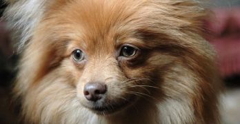 Pomeranian dog at breeding age