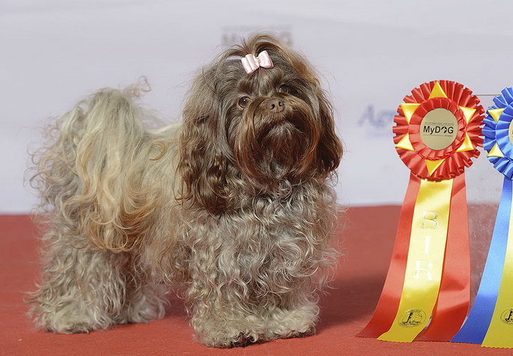 Russian Tsvetnaya Bolonka at a dog show