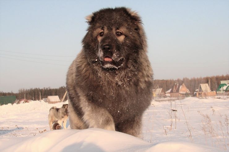 Caucasian Mountain Dog in the snow